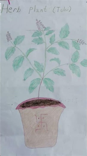 drawing of Tulsi plant# herb
