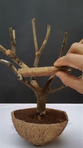 easy coconut shell craft #lifeisbutadream #lifehacks