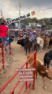 La bestia mular al 💯 | Entre Espuelas Y Caballos"