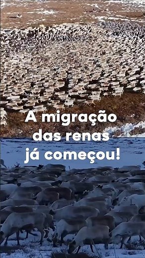 Comunidades nômades da Rússia iniciam a migração anual de renas