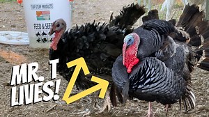 Mr. T Is Back! Keep Up With Us Daily On Instagram - https://www.instagram.com/adlerfarms/​​​​ Facebook - https://www.facebook.com/adlerfarmss/​​​​ Twitter - https://twitter.com/AdlerFarms​​​​ https://www.adlerfarms.com​​​​ adlerfarmsllc@gmail.com --Thank You & God Bless-- The Boys of Adler Farms Chad, Case, & Adler Proverbs 22:6 🙏🏻 🇺🇸 🐓 🦆 🦃 🐇 🐖 🐂 🐕 | Doss Farms