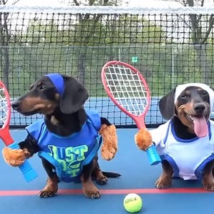 1M views · 3.7K reactions | This will make you want a dachshund! ❤️ | Lovimals | Facebook