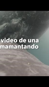 El primer video de una ballena amamantando a su cría en Colombia | El Espectador
