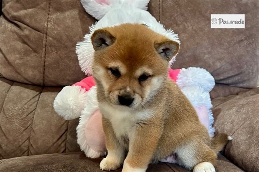 Abigail - Shiba Inu Puppy 29FF3E