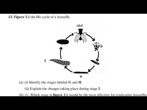 Biology | Life Cycle of a House Fly 🪰 #exam