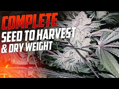 Complete Seed to Harvest Guide to Growing Weed For Beginners, Spiderfarmer SE-7000