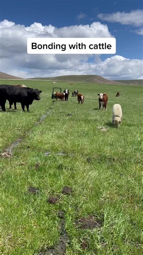 #pdrstockdogs #fypシ #fyp #workingdog #dogsofttiktok #ranchlife #lgd #livestockguardiandog #ranch