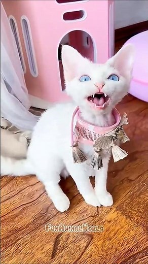 Can You Handle These Hilarious Meowing Cats?