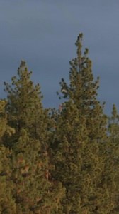 One of the wildest videos I have gotten!!! A peregrine falcon about got that poor hen!! She was coming in hot but we didn’t know why😂😂 #PowerCalls #UnleashThePower #duckhunting #duckcalling #ducks #waterfowl | Power Calls