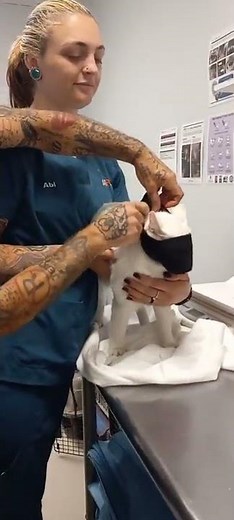 applying a cat muzzle for vet tech training