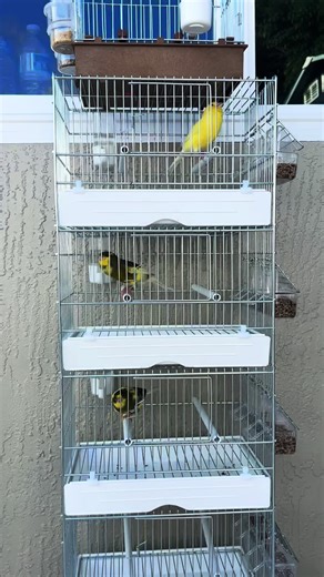 Timbrado Español Clásico: Canarios Cantando