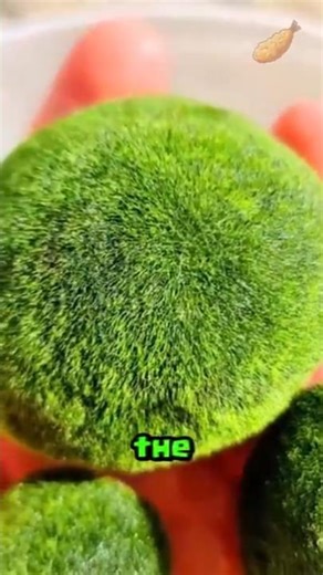 Marimo Moss Ball! #nature #shorts