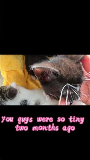 Just Two Months Ago, So Tiny🐾💛