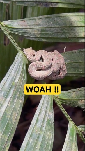 My Best Flip Ever? Baby Eyelash Viper in Costa Rica