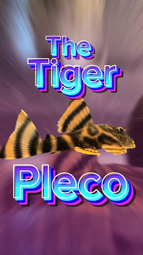 Discover the Stunning L397 Tiger Pleco for Your Aquarium