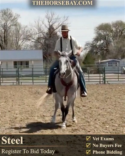 Dapple Gray Draft X Gelding For Sale | Consigned to Thehorsebay.com