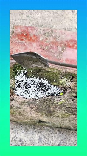 Creating fire traditional way by rubbing dry wood sticks to spark a flame.#survival #traditional