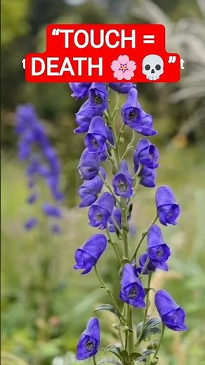 This Flower Can Kill You by Touching It! 🌸💀 | Monkshood #naturefacts