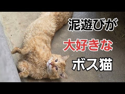 泥遊びが大好きなボス猫
