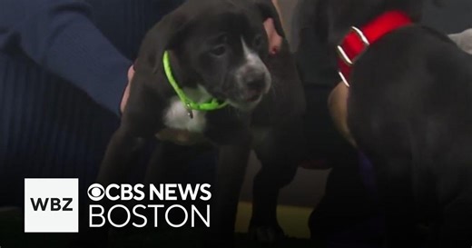 Adorable 7-week-old puppies up for adoption through Massachusetts shelter