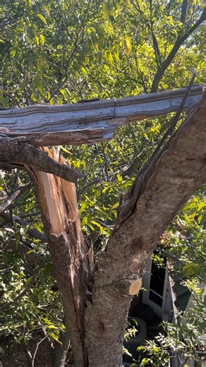 Hackberry doing hackberry things… #treeservice #treeremoval #treework #deeplyrootedtreeservices | Deeply Rooted Tree Services