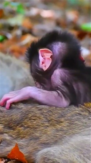 Old Mom Monkey Gives All Her Love While Baby Drinks Milk