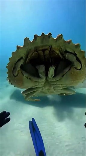 Titan Crab attack the man under water #shorts