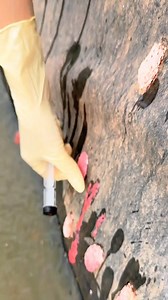 34K views · 109 reactions | Garden vs snails: you lose ⚔️ #snails #pests #fight | Unwanted Snail | Facebook