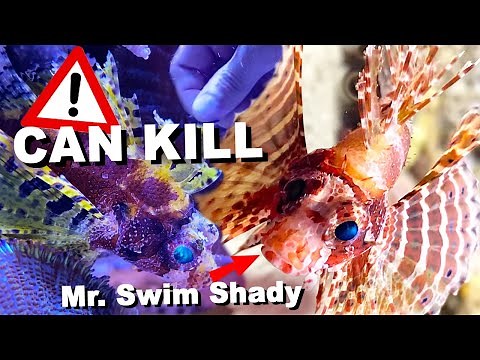 How to keep "MINI LIONFISH" (Dendrochirus brachypterus) in reef aquariums