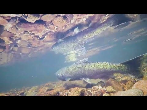 Gov. Newsom backs dam removal projects to boost salmon. Here's what salmon experts say