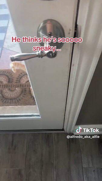 #catsoftiktok #orangecatsoftiktok #gingercat