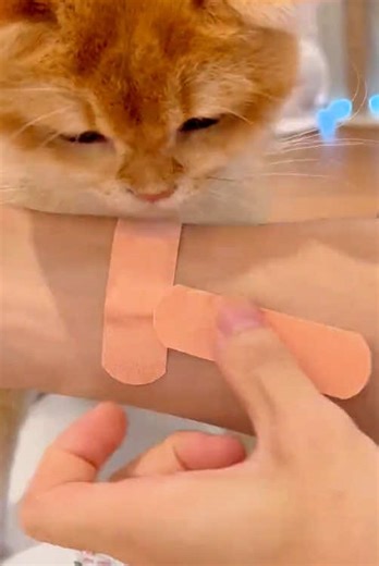 I like the grinder because it's absolutely safe. #dogcaretips #dognailtrim #petgrooming #catpick #grinder