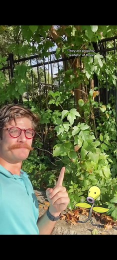 Poison Ivy: Identification & Removal Tips