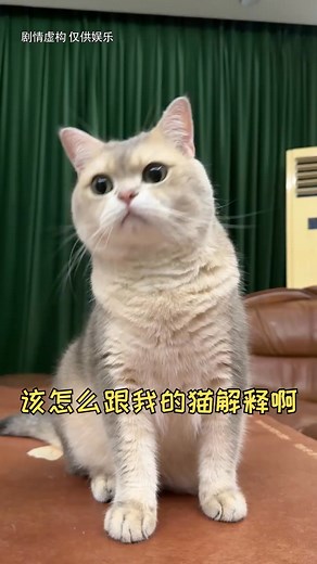 #funnycomedycat | Funny Comedy Cat