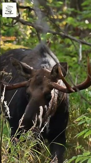 Majestic Moose Wander Through Sunny Forest! #wildlife #alaska #moose