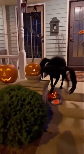 Giant Spider Dog Scares Everyone on Halloween! 😂🎃”No children were harmed