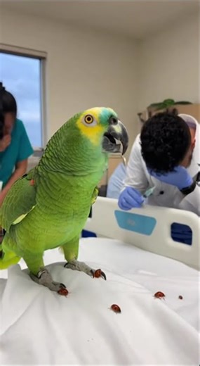 Police Help Me Doctor Doing Kill Me Talking Parrot Talk For 911 Help