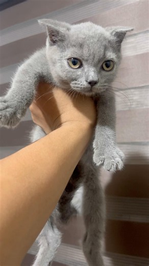 Kitty Loves Kneading ❤️ #kitten #adoreble #cat #scottishfold