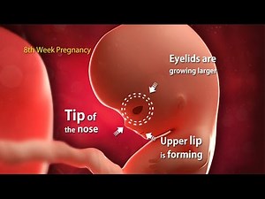 8 Weeks Pregnant: What's Happening in Week 8 of Your Pregnancy?