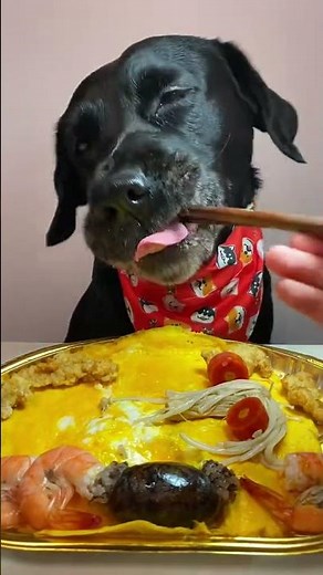 Are You Making This DEADLY Mistake Feeding Your Dog?