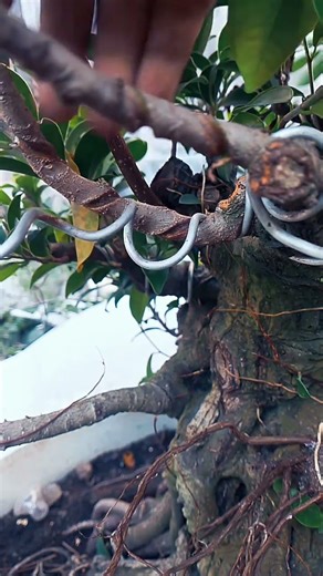 Melepas kawat bonsai, pohon ficus.#Bonsai #bonsaitree #bonsailover # bonsai gardening #tree