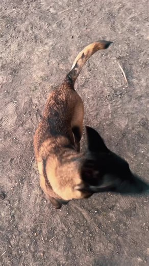 What trick should I teach him next?#dogcommunity #dogsoftiktok #belgianmalinois #workingdog #dc