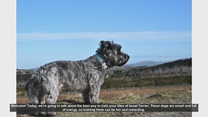 Effective Training Tips for Your Glen of Imaal Terrier