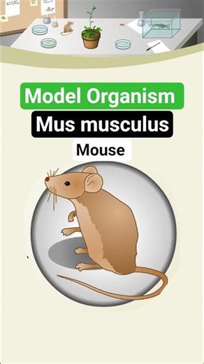 Mus musculus #mouse #modelorganism Model organism #molecularbiology