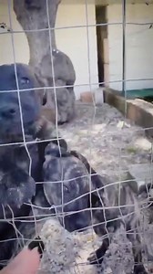 33K views · 286 reactions |  AGGIORNAMENTI: CUBA È A CASA .. MENTRE...