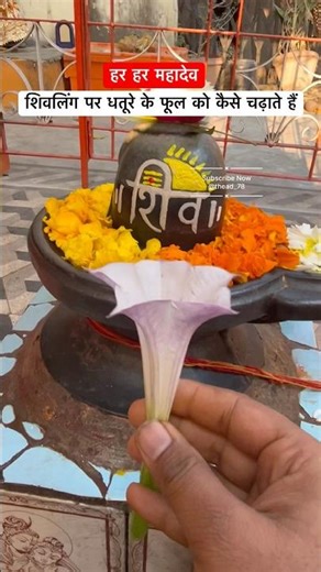 Shivling Par Dhature Ke Phool Ko Kaise Chadhate Hai 🤔 #shorts #shivling #dhatura #upay