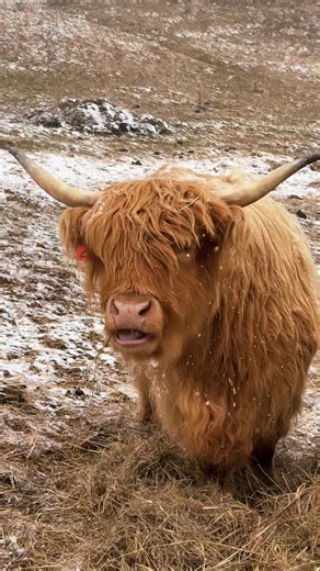 Highland Cows Enjoying Hay on the Farm