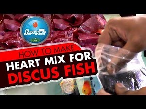 HOW TO : Heart Mix for Discus Fish || How to feed Discus Fish || Fish Food || DIY