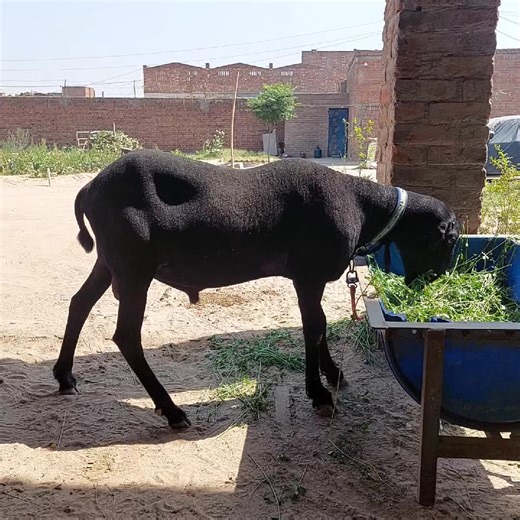Goat Farming for Qurbani 2025: Tips and Insights