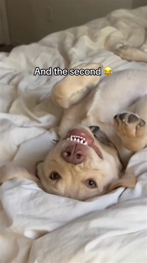 Too accurate 😭😭 #dogsofinstagram #labrador | Tank the Brown Lab